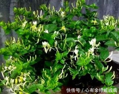  金枝玉叶：这3种花养成“盆景”价值翻倍，颜值高造型美，谁都试一试