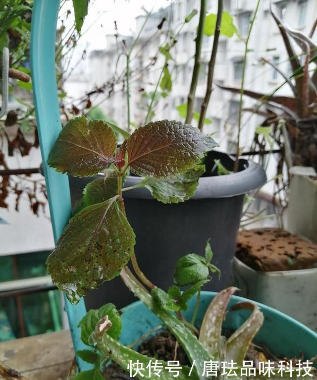  花盆@春天来了，酸咪草都开了，紫苏都种活了！