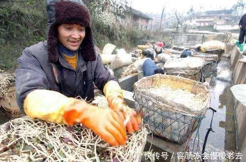 农民种植这种“豆芽菜”，“懒人”都能年收入增加十几万