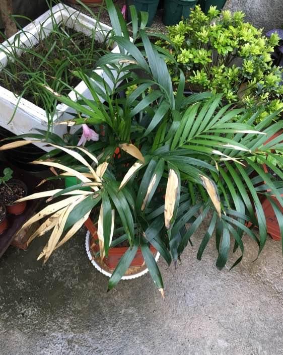  #绿萝#网红植物“凤尾竹”，能净化空气？别花冤枉钱，还不如养盆绿萝