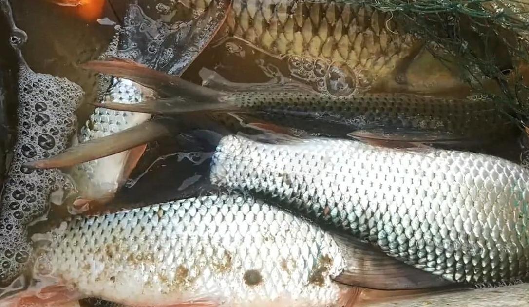 水田里的鱼养了2年，看看有多大了？农村大叔下水捕捞起来不少