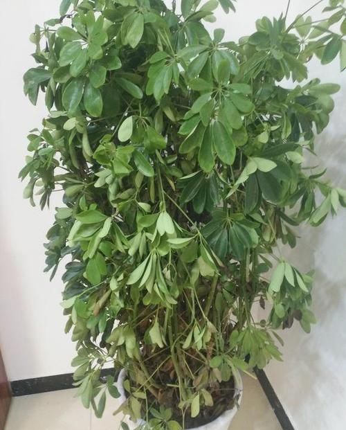  白根@鸭掌木繁殖“诀窍”，一根枝条一块“泡沫”半个月就能长“白根”