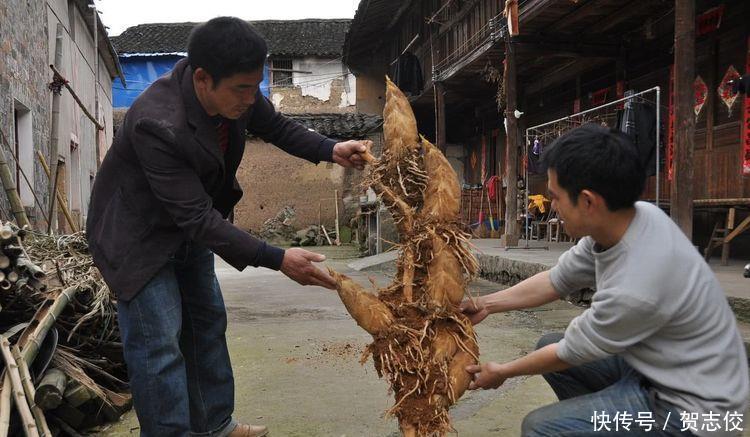  男子@男子竹园挖到“稀罕物”，村民表示没见过，网友：赚大发了