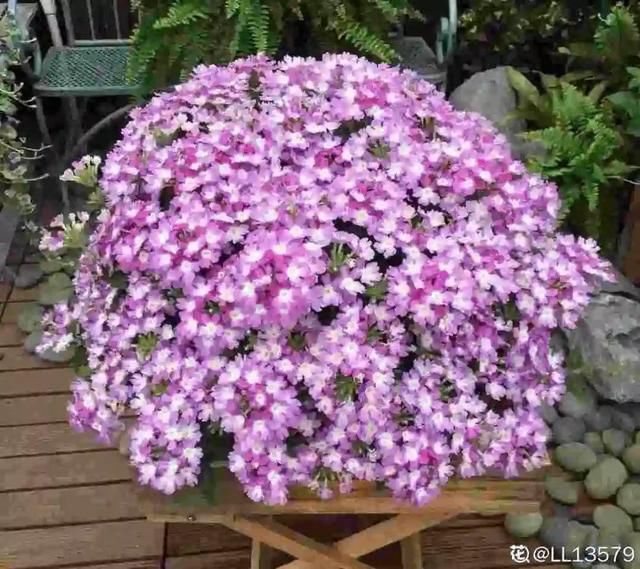 春天:20种春天爆盆花,阳台养一盆,天一暖和就开爆!
