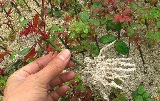  【植物生根】张大姐养花8年,把花种在“泡沫箱”里,阳台变成小花园,好看!