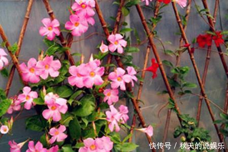 『适合』这三种花最适合放在阳台上养了,好看又好活,轻松开出大花帘