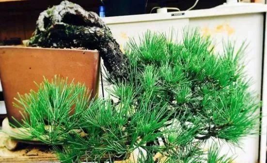 岁寒三友，一组松树盆景佳作欣赏