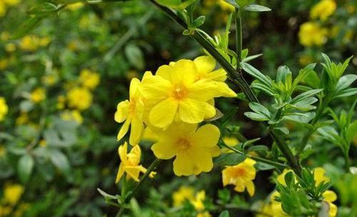  迎春花：?新手养花，不如养盆花中精品“迎春花”花开资貌绝伦，幽香美丽