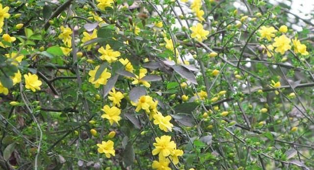『盆景』迎春花开花时 是先开花后长叶还是先长叶后开花?