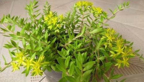  『花盆』长石缝里的小草，看到拔1棵，种花盆，浇水就生长，比吊兰美10倍