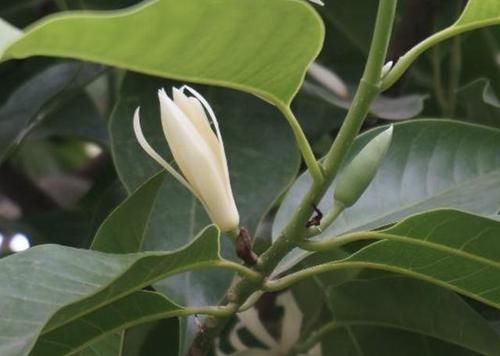  『养护』1种植物被称为“黄桷兰”，开出花朵后，散发浓郁的香味，可以养