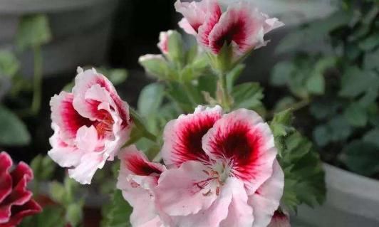  『旺盛』夏季就养这几款花，枝繁叶茂，长势旺盛开花美，丢到阳台绚丽夺目