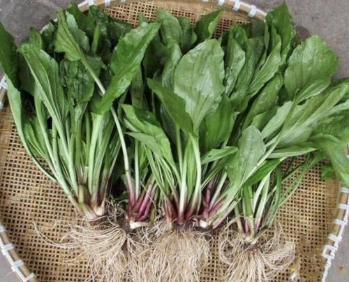 「杂草」此种“杂草”,喜欢生长在“河边”,叶子宽大,在5月开花,珍贵