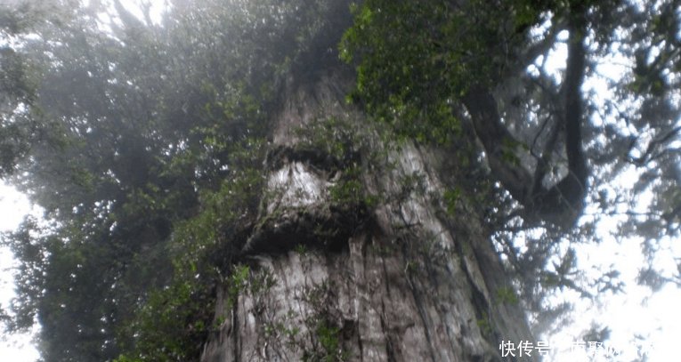 世界上最古老的九大树木, 中国神木上榜, 最后一棵存活9000多年!