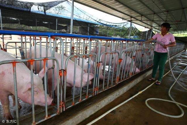 农村养猪每头能赚多少钱?农村养猪补贴政策