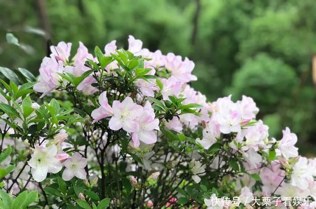  陌生：杜鹃花养不好，掉叶子开花少，做好“两补”，促开花还不掉叶