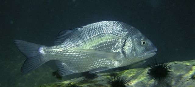  【钓友】北方海边春钓大黑鲷，加吉鱼“全方位介绍”钓友心得与分享