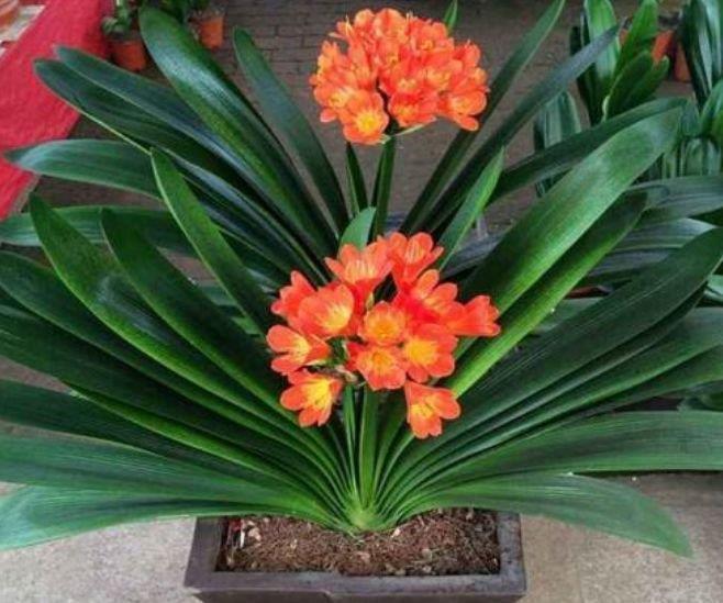  『富贵』家养5种旺运花，富贵好运财源滚滚来，懂花的人都在养