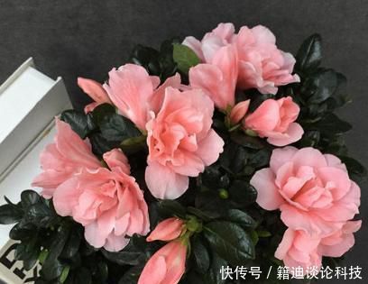  『快速』小花匠养杜鹃花，春季都用此“方法”，疯长新芽，来年花更多