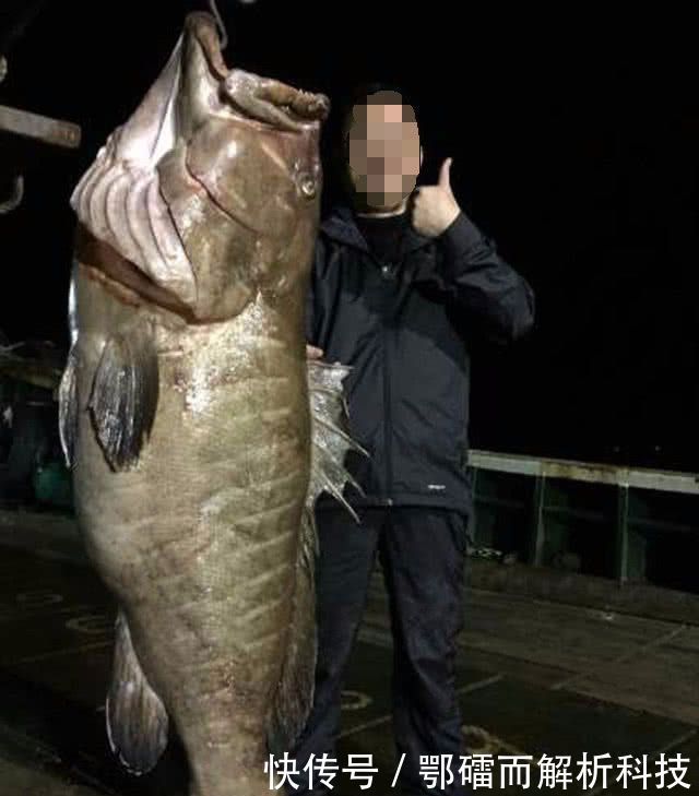  『钓法』石斑鱼来自海洋的“鸡肉”该如何垂钓？