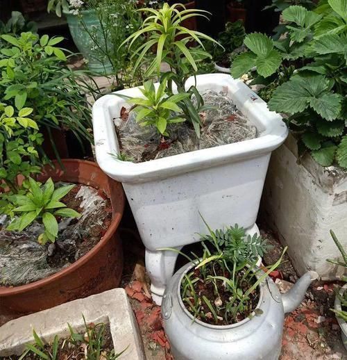 【图片作者】自从开始养花，看到垃圾堆都忍不住瞄两眼，捡到就是赚到！