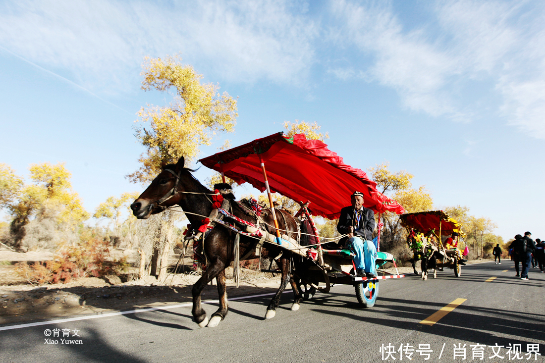 新疆胡杨最美的季节即将到来，坐上景区的小火车，仿佛穿越了时空