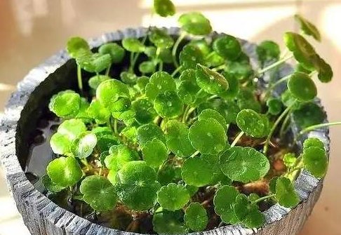  [阿司匹林溶]这3种花,放水里就蹭蹭往上长,不烂根不黄叶!开花爆盆不是梦!