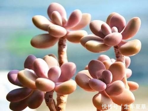  养护：人见人爱的桃之卵，如何养护呢？喜欢桃蛋的赶紧收藏！
