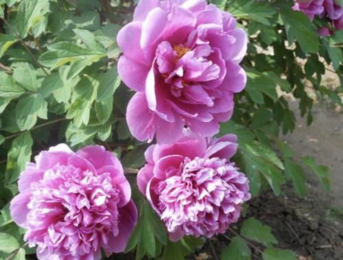  「此种」此种花，栽培历史已有“1500年”，有“国色天香”之称，花朵艳丽