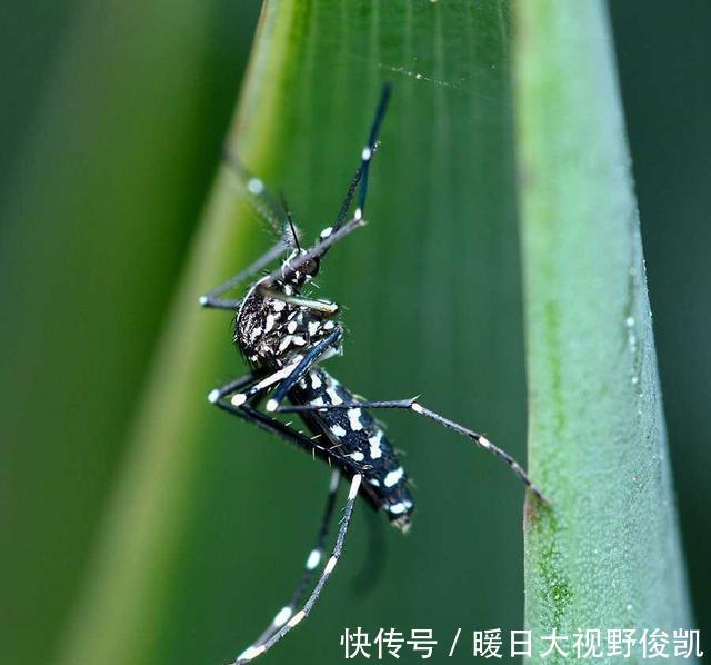  时间■“花蚊子在我国出现时间并不长，但人们白天已无法乘凉，