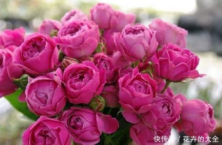蓝色风暴■新手养花,不如养盆花中精品“紫雾泡泡”,似粉嫩公主,娇艳美丽