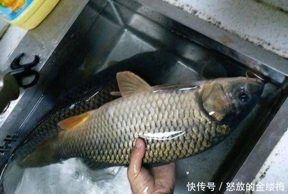 「分享」给大家分享一个饵料配方,昨天去试用,收获了两条野生大鲤鱼!