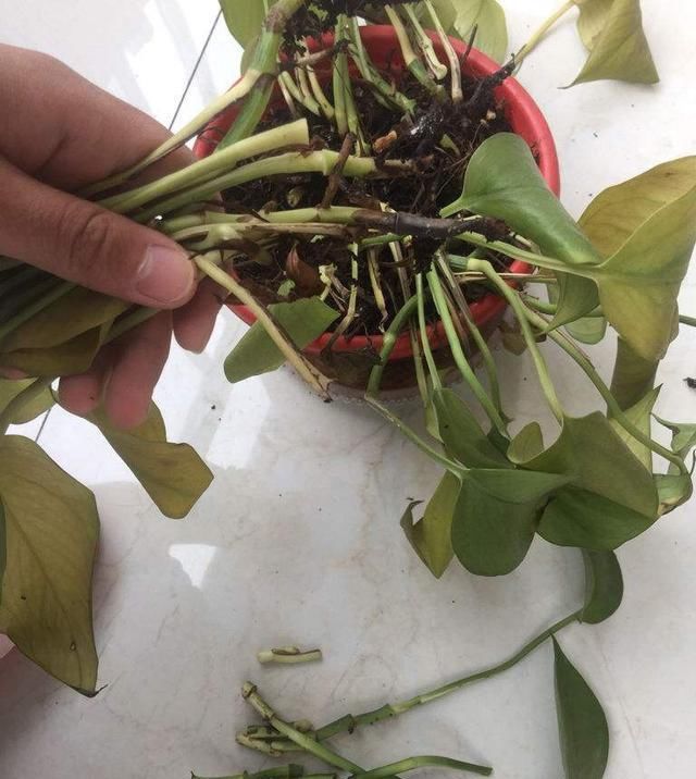  [导致]绿萝出现黄叶一定有这5个原因,最后一种黄叶别担心,是正常现象