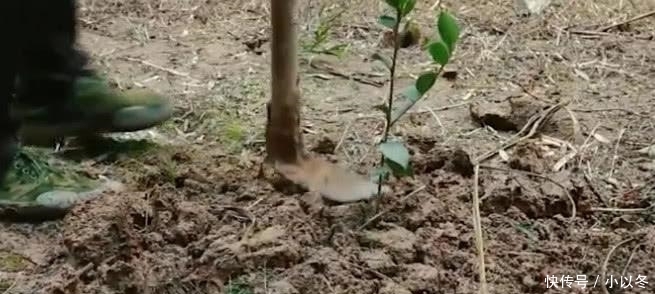  种植@这种树外面一斤60元，农民却不愿意种植，你们老家有没有