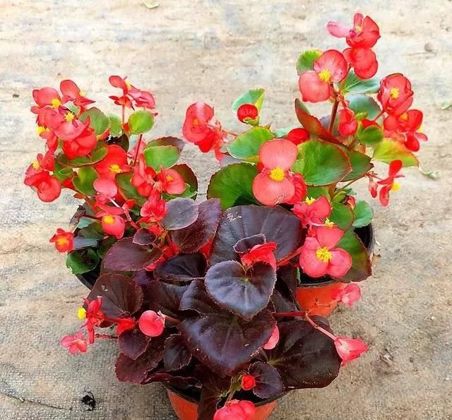  #阳光充足的环境#100种常见开花植物的养护要点与花期，快来看看有没有你喜欢的