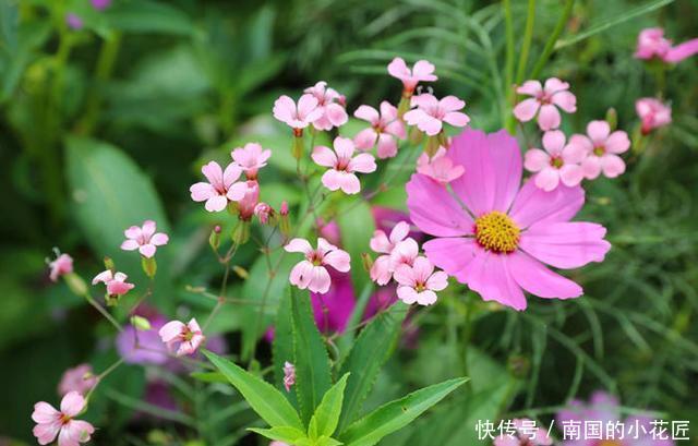  #皮实#这2种野花皮实耐修剪，一根枝条长出一盆，开花俊俏可爱