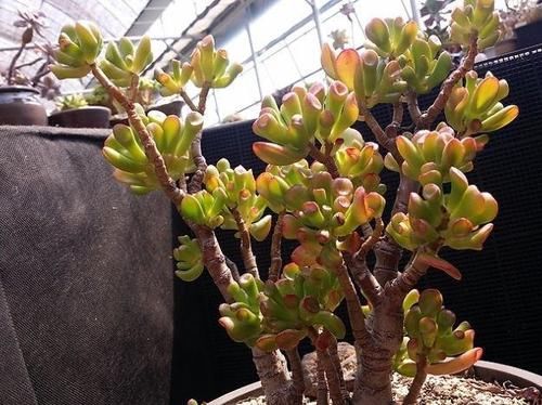  「叶子」观赏价值高又好养的盆栽多肉植物，太阳一晒就变颜色！