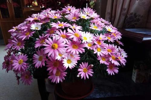  『花界』居家养这些小花，沾土即活，花开如玫瑰，堪称花界“开花机器”