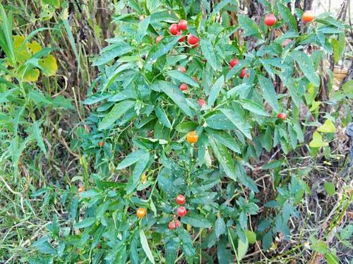  #见到#农村田边一种“樱桃”，过去农民见到就砍，如今成稀罕货2