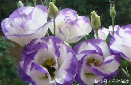  玫瑰：喜欢菊花，不如养盆“精品玫瑰”黑魔术，花开色如黑墨，高贵典雅