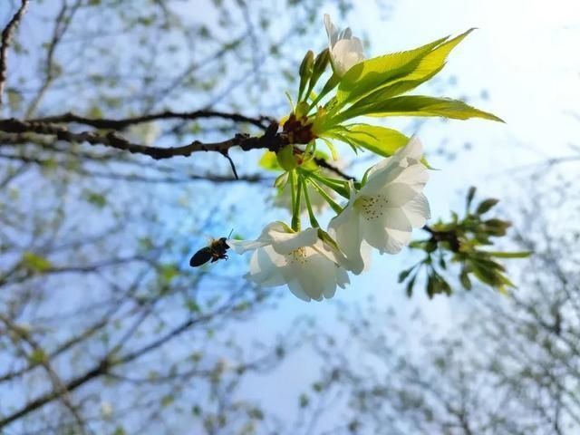  『樱花』美惨了！这是洪雅的春天