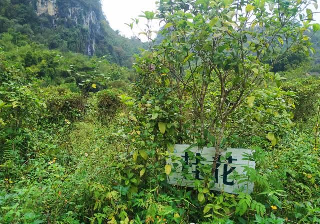 探访：广东怀集“世外桃源景区”，原来这里早已荒弃