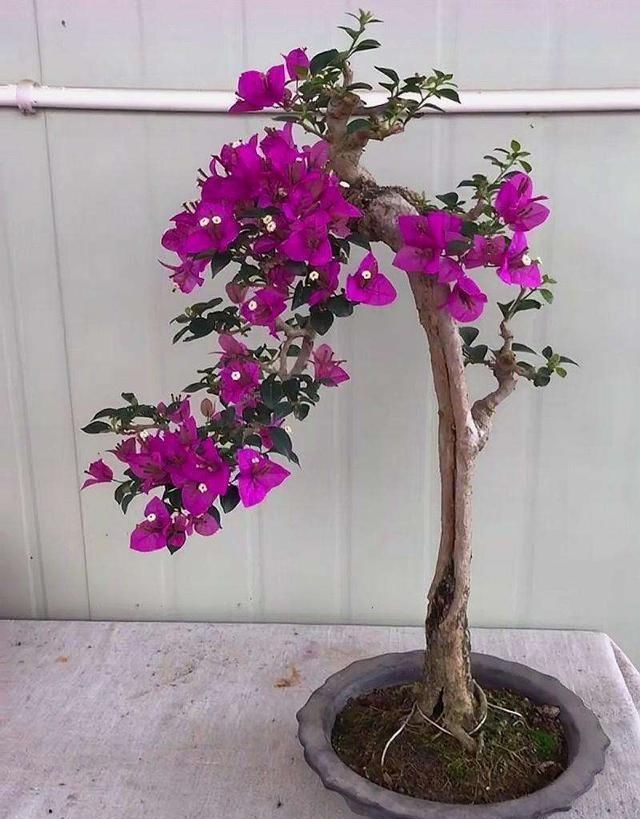  「蓝雪花」你的阳台离小花园差这3种花，种上后，给你带来不一样的生活感受
