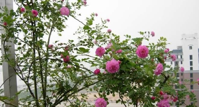  「花期」种植盆栽蔷薇花，农民教你种植技巧，掌握即可种植盆栽蔷薇花！