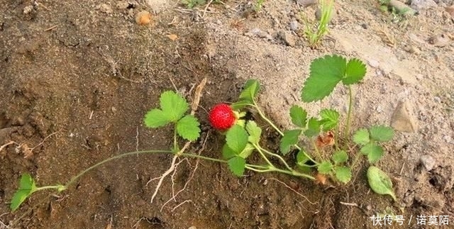  「野果」这野果，老人说蛇吃过，以为有毒，殊不知价值，如此珍