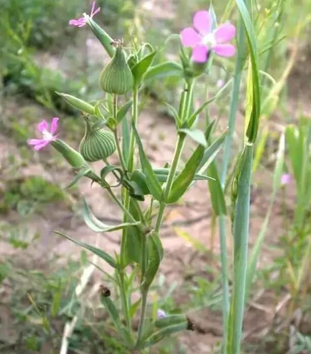  「别称」30种 ·野草的美，你认识几个？