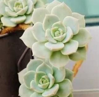 『多肉植物徒长』爆盆的肉肉花友很喜欢,徒长的就不美观了,要学会给它“去头”
