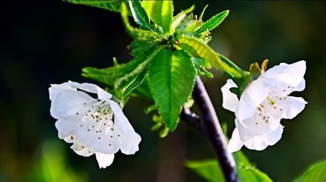 这里的樱花开放时,浓了春天,醉了游人!