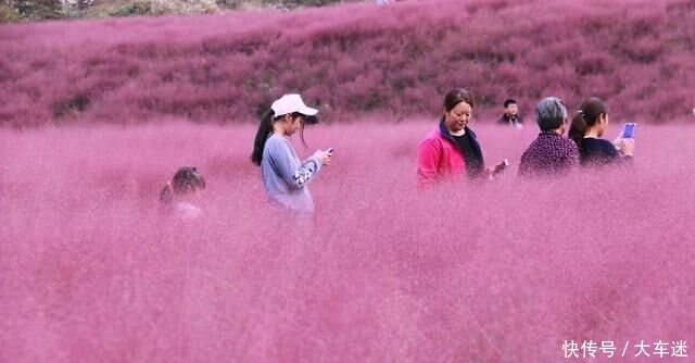 安徽深山里的花海世界：数百亩的连片粉黛乱子草，美得如梦如幻