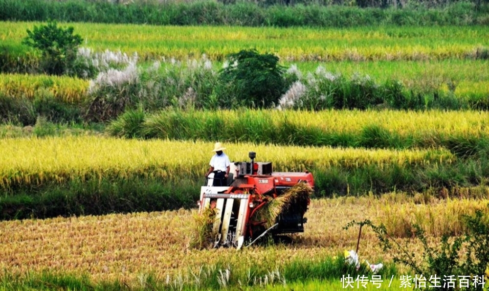  #补贴#严查农村补贴去向，3类人成为重点对象，其中包括村干部！